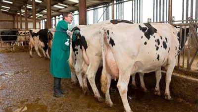 Insemination.jpg Insemination.jpg